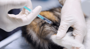 A cat being vaccinated in Freeland, MI