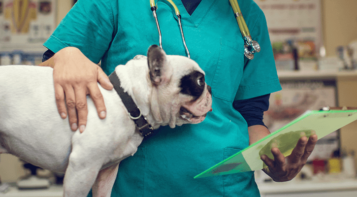 Dog Ready for veterinary eye and orthopedic surgery